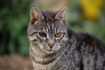 Gray tabby cat sitting outside on soft natural background. The warm light highlights its expression and coat details. A calm and expressive portrait of an animal.
