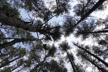 Pine trees viewed from below against the sky