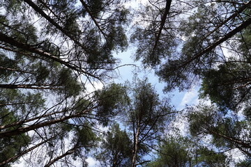 Pine trees viewed from below against the sky