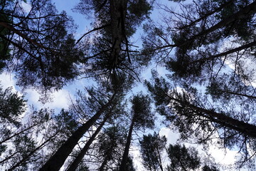 Pine trees viewed from below against the sky