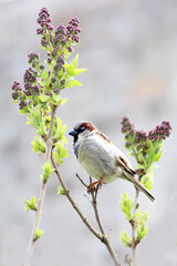Moineau Domestique