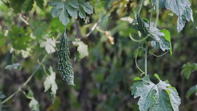 Bitter gourd or bitter melon,momordica charantia on vine plant