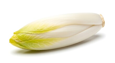 Single belgian endive vegetable isolated on white background