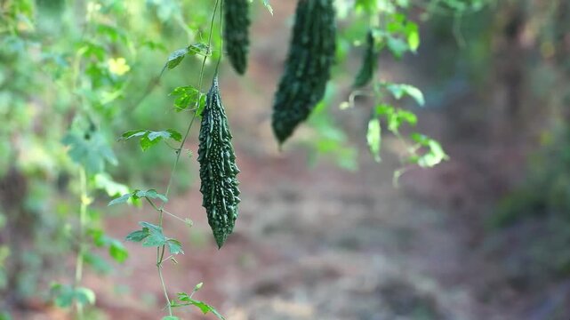 Bitter gourd or bitter melon,momordica charantia on vine plant	
