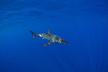 Silky sharks near Cabo in Baja California. Sharks swim in the blue tropical waters. Swimming with common sharks in Mexico.