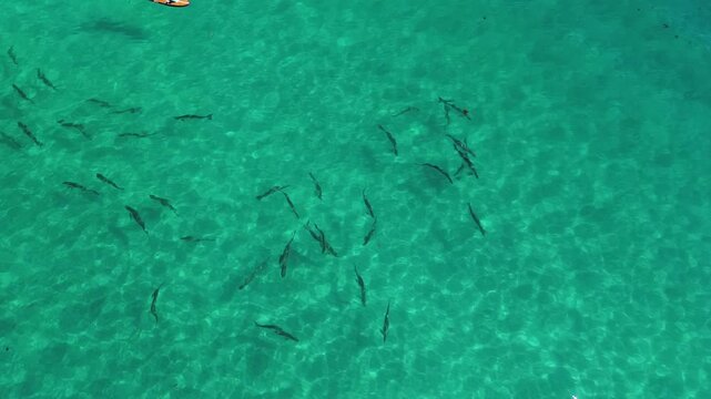 Aerial View of a School of Tarpon in the Ocean