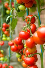 Ripe red tomatoes growing in clusters on healthy green vines inside a greenhouse, showcasing fresh organic produce ready for harvest.