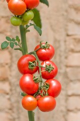 Ripe red tomatoes growing in clusters on healthy green vines inside a greenhouse, showcasing fresh organic produce ready for harvest.