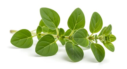 Fresh oregano herb sprig isolated on white background