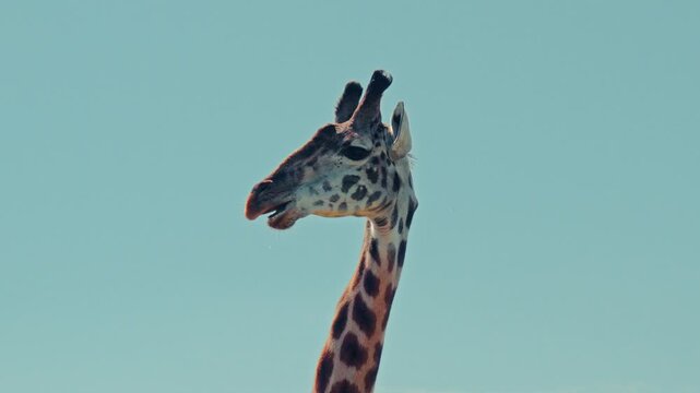 Close-up of a giraffe in its natural habitat, the Masai Mara National Reserve.
