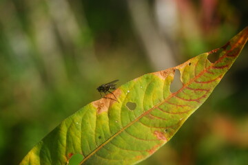 Fototapeta premium Fly resting on a yellow leaf in czech republic