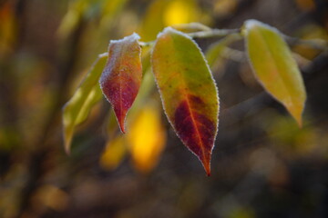 autumn leaves on a tree