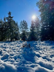 Eine Wanderung um Sophienhof (Harztor) vorbei am Dorfteich und dem S&ouml;ddelbach mit ausblicken zumBrocken und dem Carlshausturm