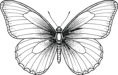 Outline drawing of a butterfly with open wings on a dark background for vector illustration