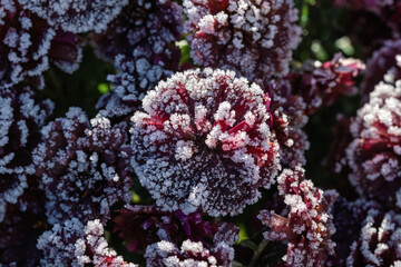 Closeup image capturing icy frost crystals on garden succulents during winter dawn