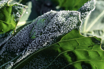 Intricate macro photography capturing frostladen leafy greens during early morning harvest