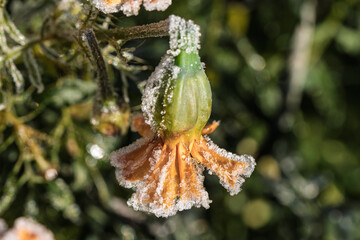 Closeup of icy frost decorating orange flower petals amidst tranquil natural environment