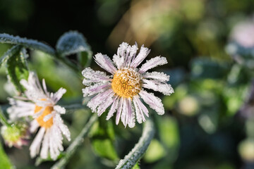 Microview highlighting frost adorned petals and cold seasonal bloom essence