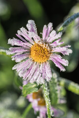 Icelike petal glow, Pink aster with icy edges captured in tender diffuse light