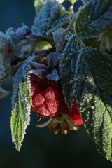 Detailed macro photograph of icy red raspberries with lush green foliage in harvest time