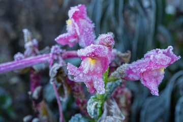Pink flower drooping, Delicate pink flower coated with frost reveals seasonal fading