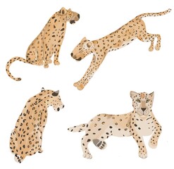 Set of tiger. Tigers in different poses.