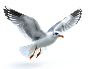 Obraz premium Soaring Gull in Flight: A seagull gracefully gliding through the open sky, its wings extended in mid-flight, capturing a sense of freedom and motion.