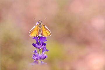 Joli papillon © Dreams 14