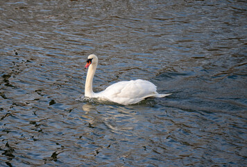 Ein Schwan auf einem See