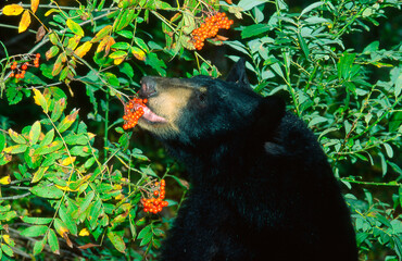 A Black Bear eating berries