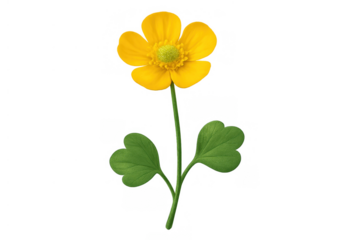 Bright yellow buttercup flower in full bloom with vibrant green leaves, showcasing fresh seasonal nature. Transparent background