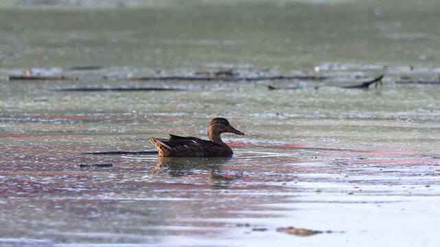 mentre piove nuoto