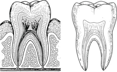 Two anatomical human teeth illustrations showing internal structure and surrounding gum