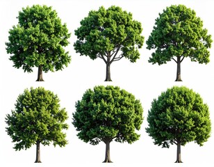 Six trees with dense green foliage, isolated on white