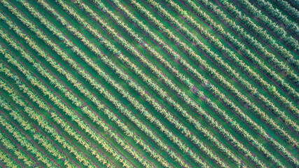 Apple Rows, Drone Photo