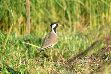 A Red-wattled lapwing(Vanellus indicus)bird near tall grass in a peaceful, green environment