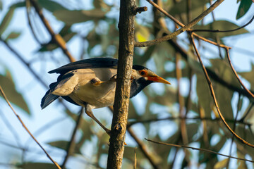 A bird clinging to a tree trunk amongst branches in natural sunlight