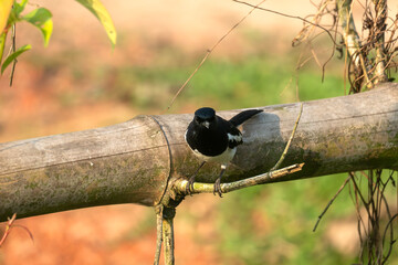 A Oriental magpie-robin (copsychus saularis) bird standing on a bamboo piece with a green backdrop
