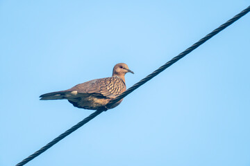 A brown bird perched on a wire against a clear blue sky