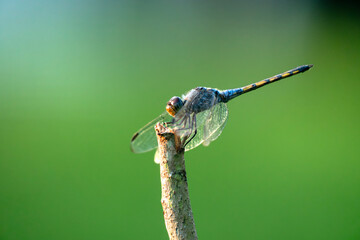 A dragonfly with detailed wings resting on a twig in a vibrant natural setting