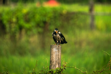 A bird standing on a wooden stump surrounded by green vegetation