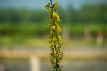 Yellow flowers arranged vertically on a stem set against a blurred background