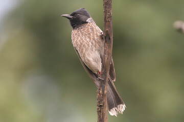 Fototapeta premium Red-vented Bulbul - Pycnonotus cafer perched at dark green background. Photo from Sasan Gir in Gujarat India.