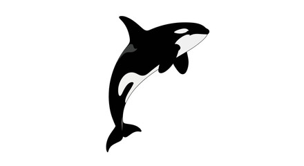 Vector Illustration of a Leaping Orca Whale Isolated on White Background Killer Whale Icon