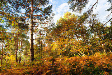 Obraz premium The turning road of the Camp d'Arbonne point of view. Fontainebleau forest