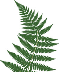 “Detailed green fern leaf illustration showing natural botanical foliage structure, perfect for nature design elements, eco artwork, backgrounds, and decoration”