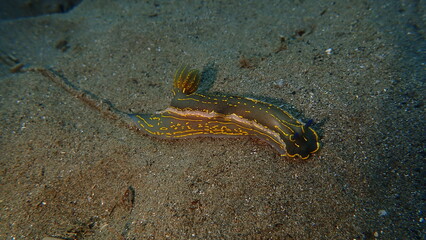 Giant doris or Regal sea goddess (Felimare picta) undersea, Ligurian Sea, Italy, Imperia
