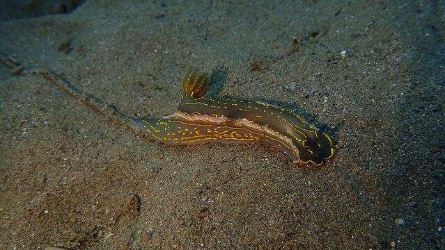 Giant doris or Regal sea goddess (Felimare picta) undersea, Ligurian Sea, Italy, Imperia
