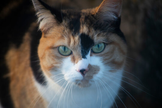 Close-Up Portrait of a Calico Cat with Green Eyes