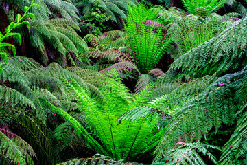 green fern in the forest